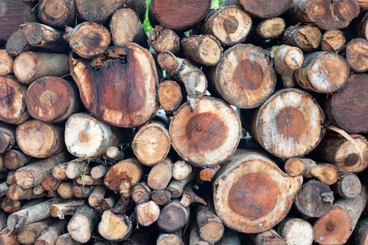 Logging, thick logs lie in the forest against the backdrop of a sunset, copy space, timber photo
