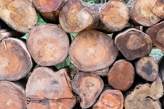 Logging, thick logs lie in the forest against the backdrop of a sunset, copy space, timber photo