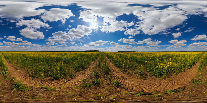 360 degree spherical panorama of summer day blossomong yellow rapseed colza field in eqirectangular projection photo