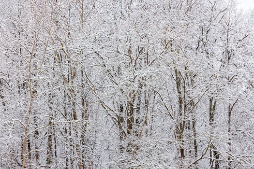frozen trees covered with snow at cloudy winter day, full frame background photo