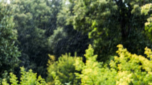 rain falling on blurry green forest background with direct sunlight photo