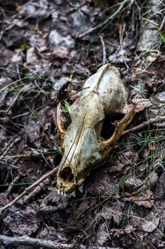 fox scull on dry leaves forest ground closeup with selective focus and blur photo