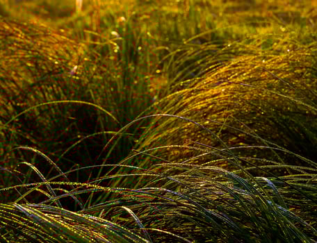 Morning dew on grass background photo