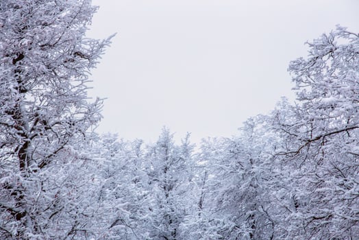 Top of frozen winter forest landscape at cloudy weather with soft light photo