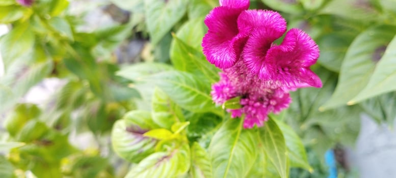 The chicken's comb plant is pink and the leaves are green photo