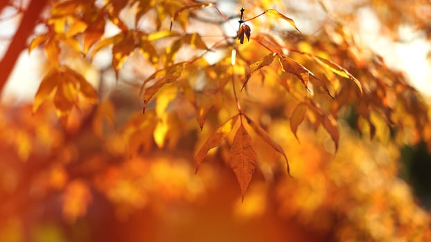 Beautiful autumn background with red leaves on the branches photo