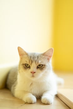 cute cat looking around, concept of pets, domestic animals. Close-up portrait of cat sitting down looking around photo