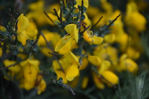 Gorgeous Close Up Look at a Blooming Common Broom photo