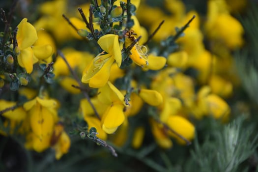 Gorgeous Yellow Irish Broom Bush Flowering and Blooming photo
