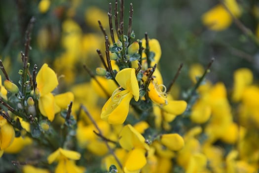 Yellow Scotch Broom Bush Flowering and in Bloom photo