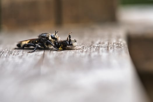 Yellow murder fly or yellow robber fly with a bumblebee as prey. Insect is sucked photo