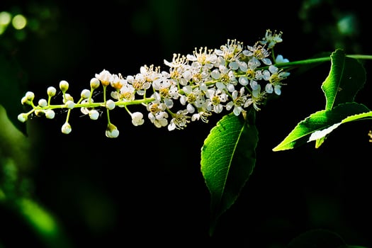 Black cherry tree flower isolated in the morning sunlight photo