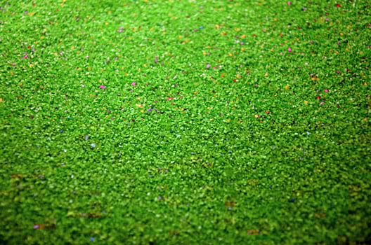 Texture of a colored granular sand close up. Green grains photo