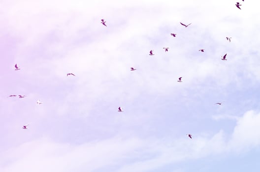 A lot of white gulls fly in the cloudy blue sky photo