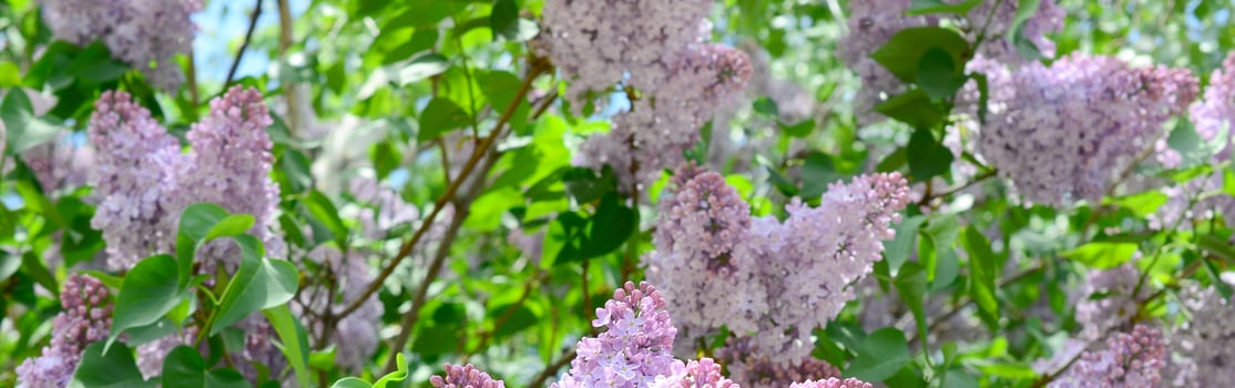Branches of purple lilac and green leaves. Blooming branch of lilac photo