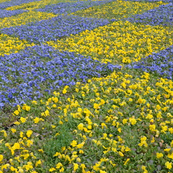 Beautiful violet and yellow blossoming pansies in the spring garden photo