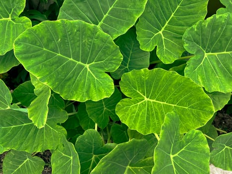 abstract stunning green leaf texture, tropical leaf foliage nature dark green background. photo