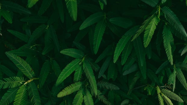Dark green leaves nature background. Sensitive plant. Mimosa pudica, Sleepy plant, Dormilones, Shy plant photo