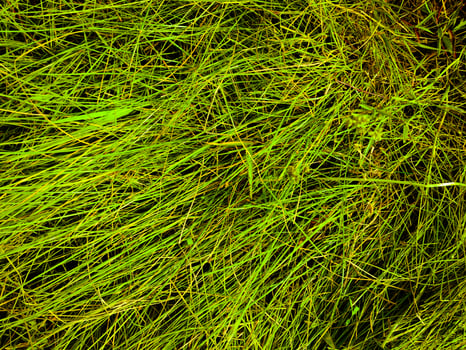 Green lawn texture background. top view. wallpaper for design photo