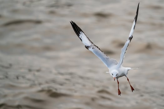 Seagull flying, over the ocean. photo