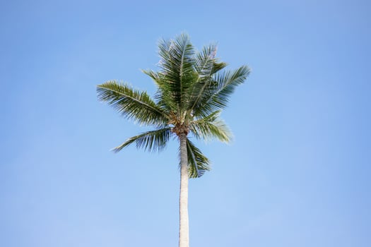 Green Coconut palm tree on blue sky background. photo