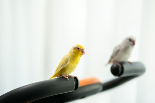Pair of tiny parrot parakeet white and yellow Forpus bird. photo