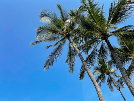Coconut palm tree with blue sky on tropical beach. photo