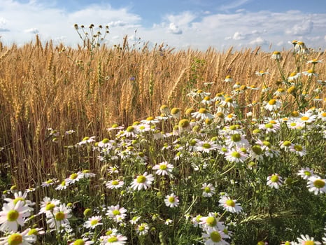 Russian field, summer landscape photo
