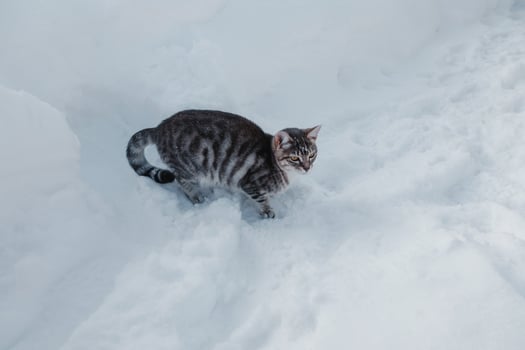 Cat in Snow. Striped cat hunting in the snow photo