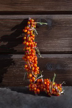 Branch of sea buckthorn berries on a wooden brown background, a branch in the shape of the letter L, copy space, the concept of a healthy diet photo
