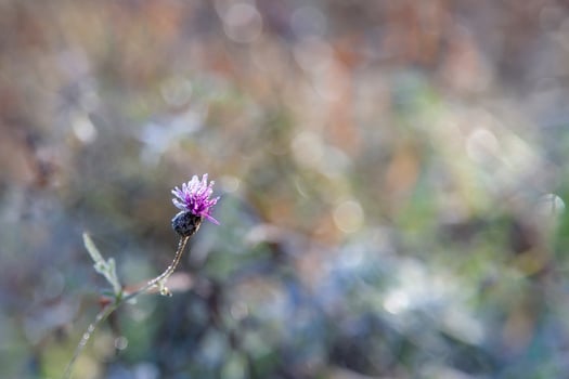 Background with cornflower meadow flower and bokeh lights, defocused light, summer background, copy space photo
