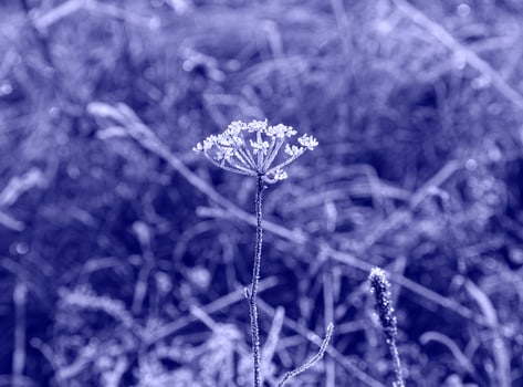 Very peri. The background with meadow flower in hoarfrost  on the background of blurred focus is painted in a trendy purple color. The concept of trendy colors. photo