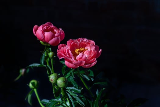 coral-pink peony closeup blooming plant on black background,  banner or texture for design, art design concept, natural background concept,  with copy spase. photo