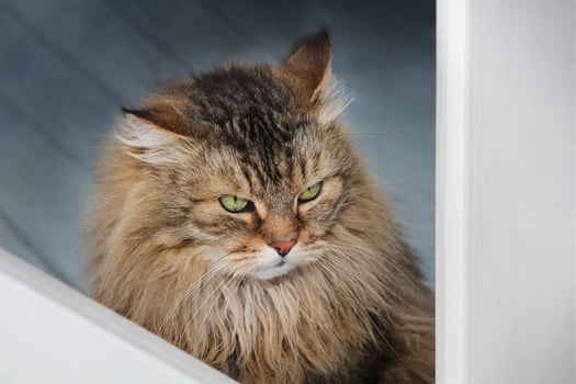 Portrait of a serious  beautiful fluffy cat with green eyes. Domestic Long Hair Cat. Long-haired cat. Copy space. photo
