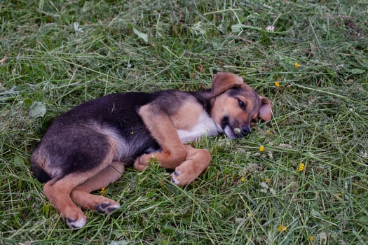 little cute puppy lies on mowed green grass photo