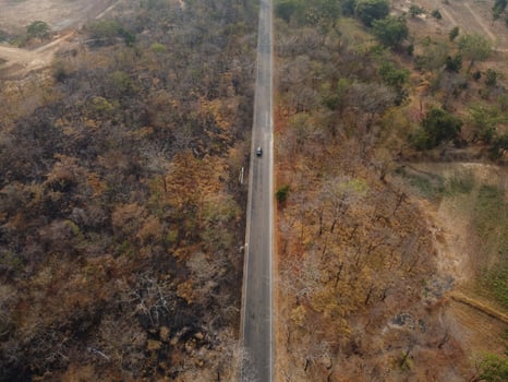 Arid yellow forest, The road in the forest was filled with trees blackened by forest fires. photo