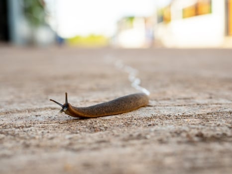 The snail was moving slowly forward on the road. photo