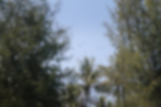 Blur park garden tree in nature background, blurry green in summer background photo
