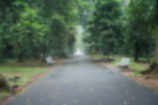 Blur park garden tree in nature background, blurry green in summer background photo