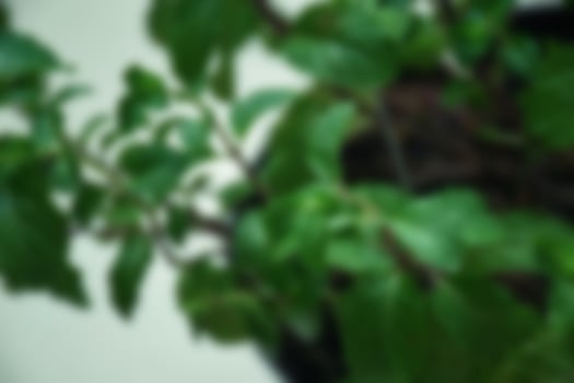Defocused view of green leaf. landscape, ecology, fresh wallpaper concept. photo