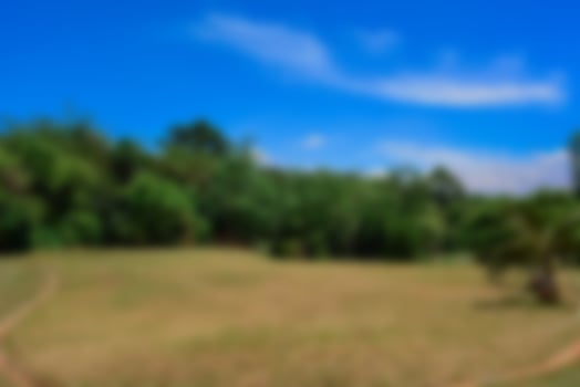 Blur park garden tree in nature background, blurry green in summer background photo