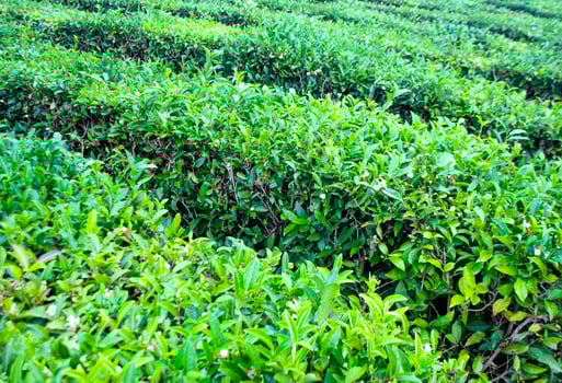 Tea plantation with green tea leaves closeup. Selective focus photo