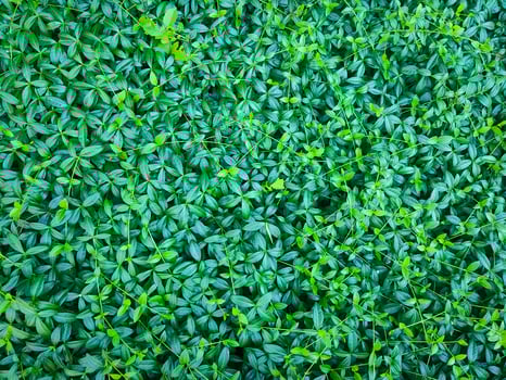 Green leaves background. Plant wall background. photo