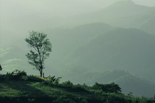 Nature landscape mountain forest, Morning spring countryside in Phu tub berk, Thailand photo