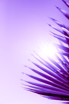 Branches of palm tree toned in proton purple color photo