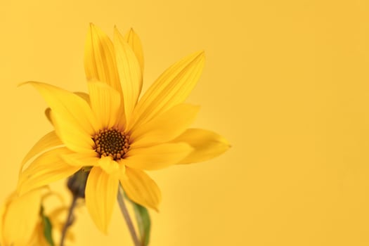 Yellow flower bud of topinambur on yellow background, top copy space, blurred yellow flower photo