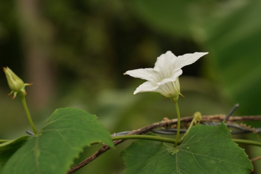 beautiful white wild flowers blooming in the morning. photo