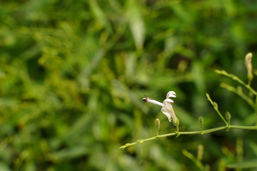 beautiful white wild flowers blooming in the morning. photo