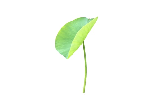 Isolated waterlily or lotus plants with clipping paths. photo