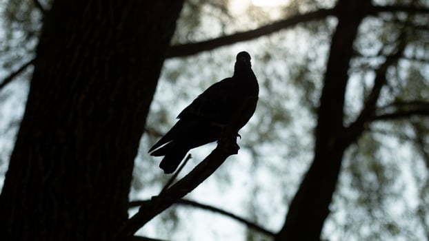Pigeon on tree branch. Silhouette of pigeon on tree. One bird in summer. photo